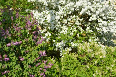 Elma ağacı ve leylak bush.