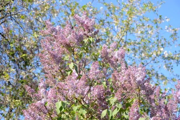 Belles fleurs lilas . — Photo