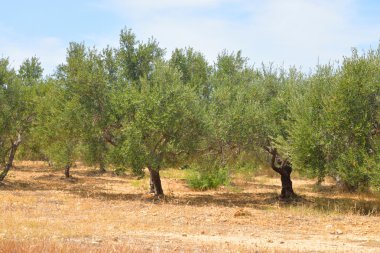 Olive grove, Crete.