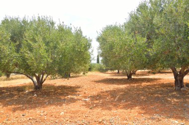 Olive grove, Crete.