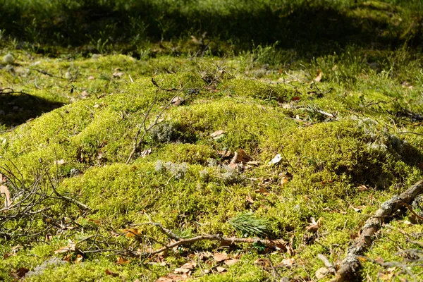 Moos aus nächster Nähe. — Stockfoto