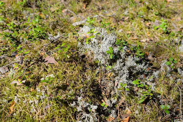 Moos aus nächster Nähe. — Stockfoto