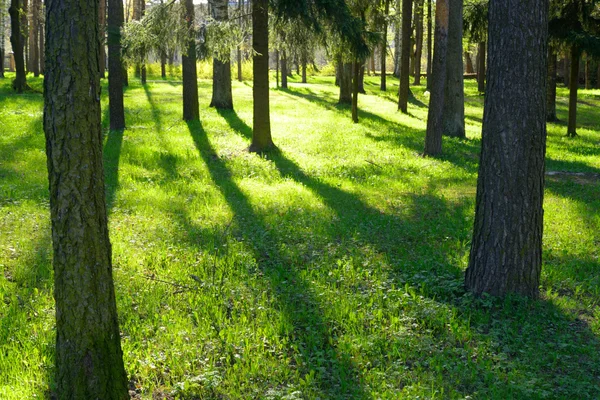 Parque na primavera . — Fotografia de Stock