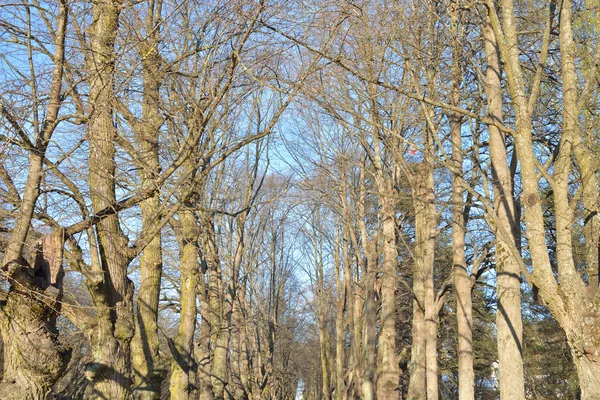 Bomen in het voorjaar. — Stockfoto