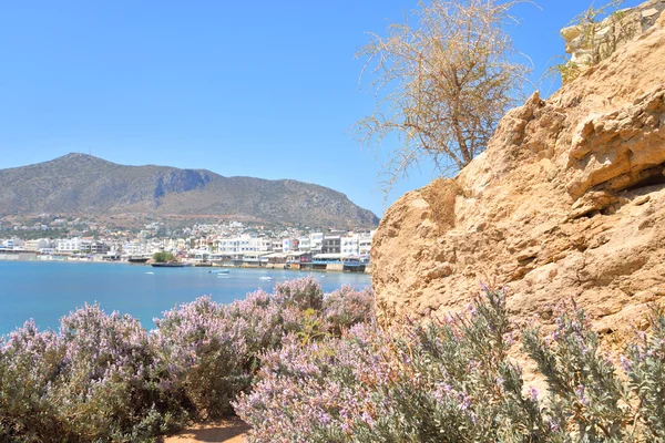 Arbustos con flores en la costa del mar de Creta . —  Fotos de Stock