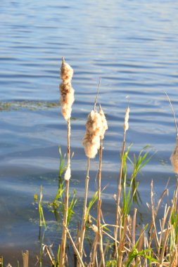 Uzun su arka plan üzerinde.