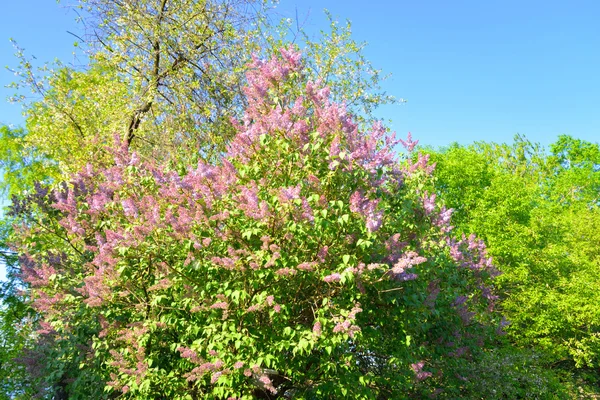 Schöne fliederfarbene Blüten. — Stockfoto