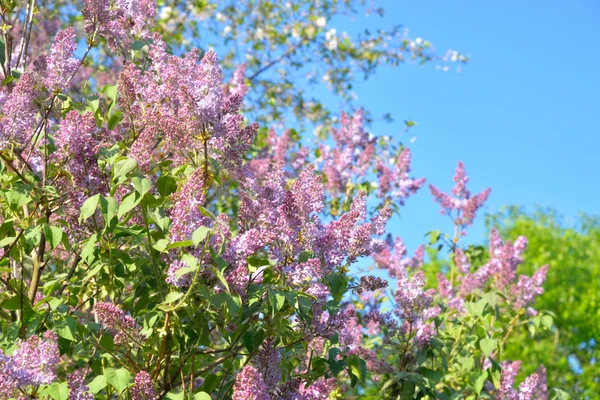 Hermosas flores lila . — Foto de Stock