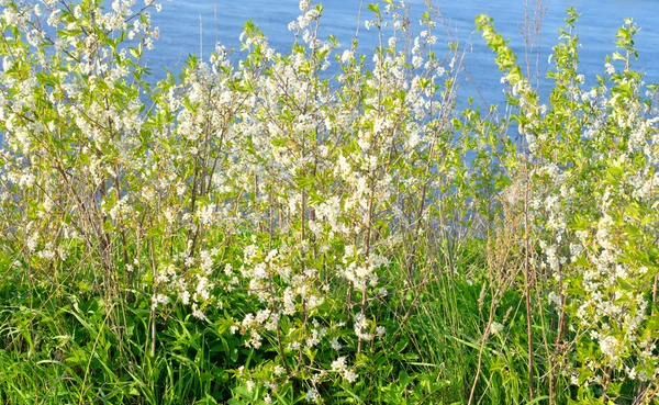 Piccoli alberi di mele . — Foto Stock