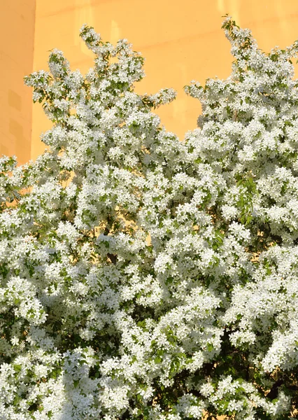 Blommande äppelträd. — Stockfoto