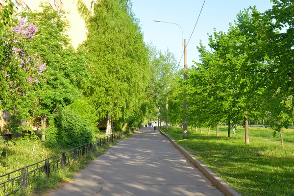 Allee im Frühling. — Stockfoto