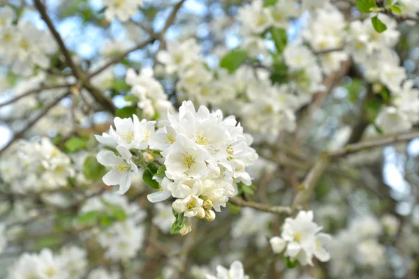 Manzano en flor. — Foto de Stock