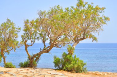 Çam ağaçları denizin kıyısında.