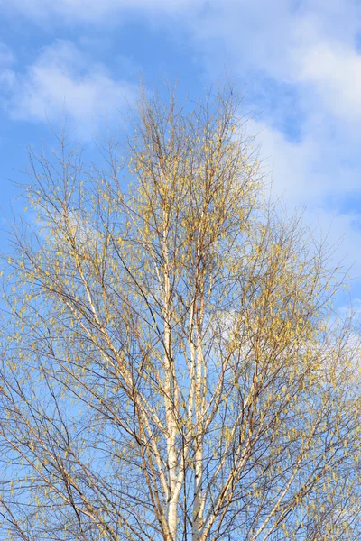 Birke im Frühling. — Stockfoto