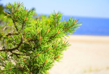 çam dalı yakın çekim.