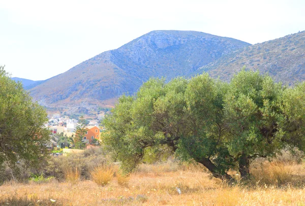 Olive grove, Crete. — Stock Photo, Image