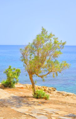 Deniz kıyısında çam ağacı.