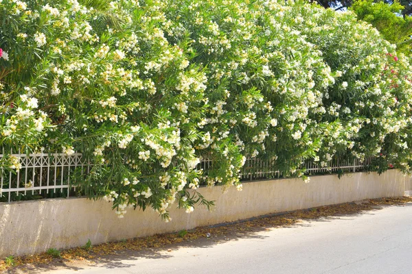 白色花的灌木. — 图库照片