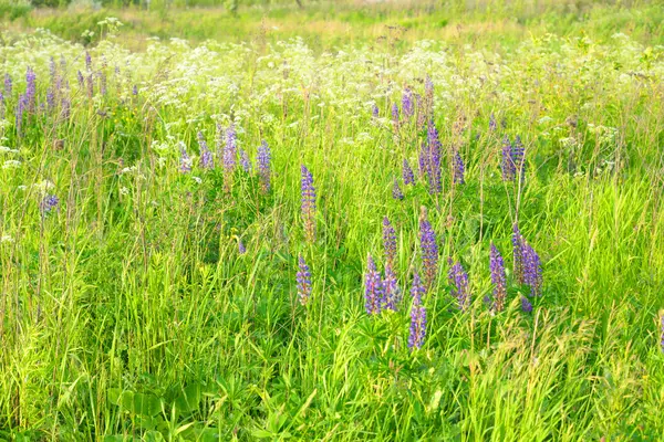 Sommaren sätter med blommor. — Stockfoto