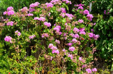 pembe çiçekli çalılar.