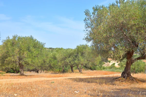 Olive grove, Crete. — Stockfoto