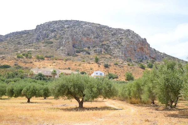 Olive grove, Crete. — Stok fotoğraf