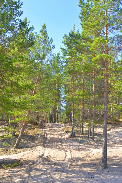 Bosque de pino . — Foto de Stock
