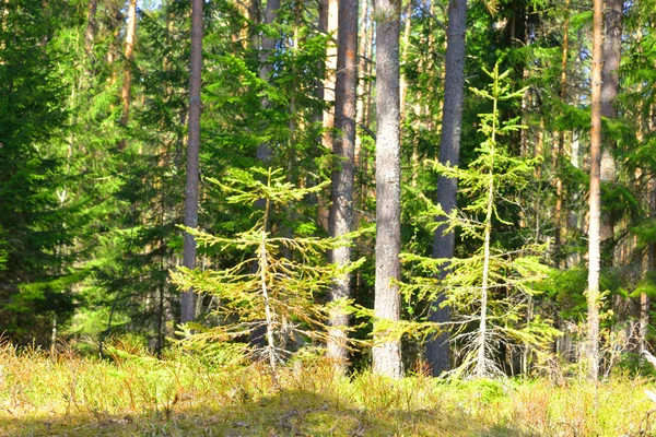 Fenyő erdő. — Stock Fotó