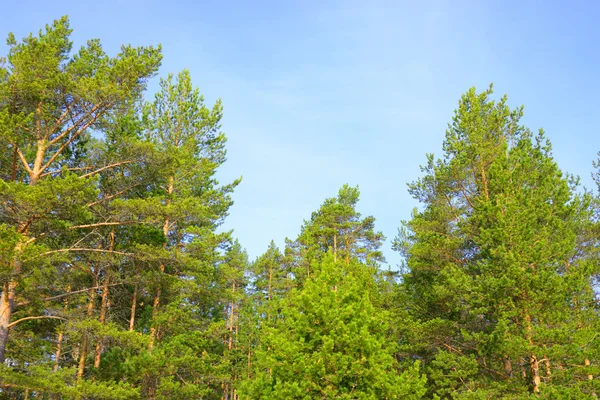 Bosque de pino . — Foto de Stock