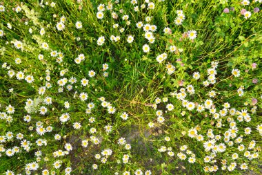 kır çiçekleri, yaz.