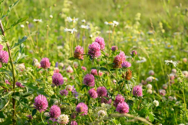 Wildblumen im Sommer. — Stockfoto