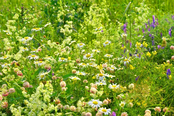 Wilde bloemen op zomer. — Stockfoto