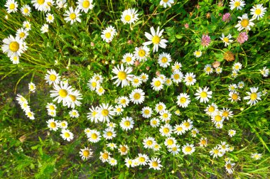 kır çiçekleri, yaz.