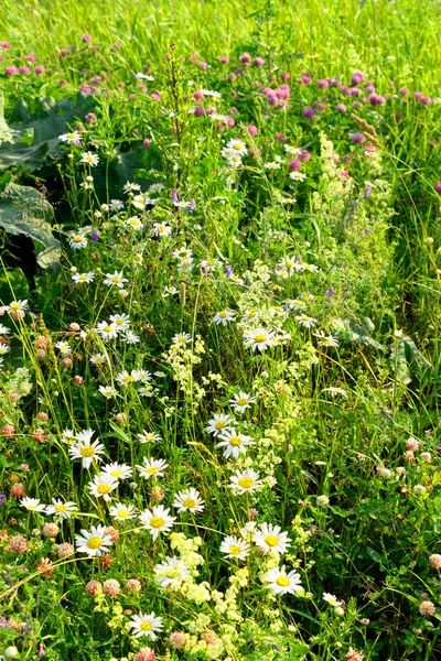 Wild flowers at summer.