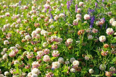 kır çiçekleri, yaz.