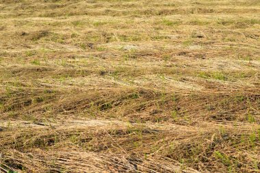 Biçilmis çim sahada.