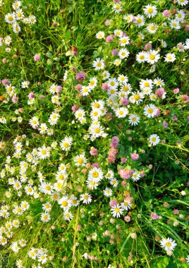 kır çiçekleri, yaz.