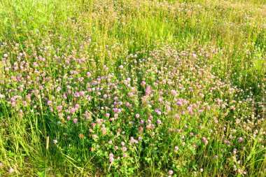 Kırmızı yonca yakın çekim.