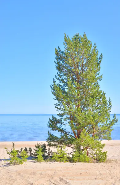 Pine tree on the coast of Ladoga lake. — Stock Photo, Image