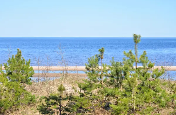 Pine tree on the coast of Ladoga lake. — Stock Photo, Image