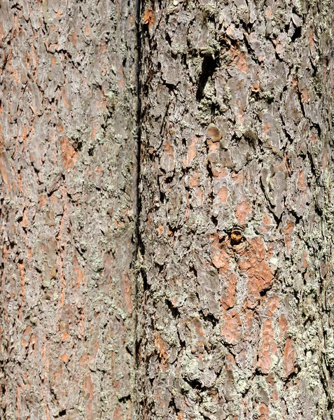 松の木の樹皮. — ストック写真