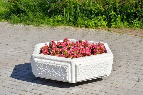 Blomsterrabatt med röda blommor. — Stockfoto