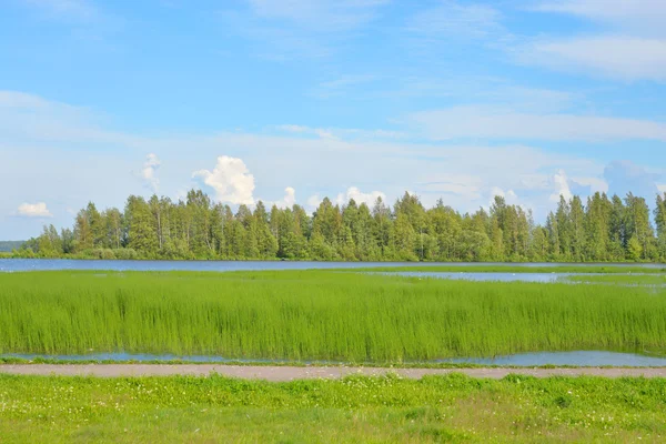 Lago no dia de verão . — Fotografia de Stock