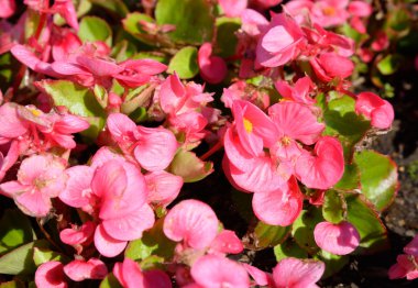 kırmızı çiçekler arka plan.