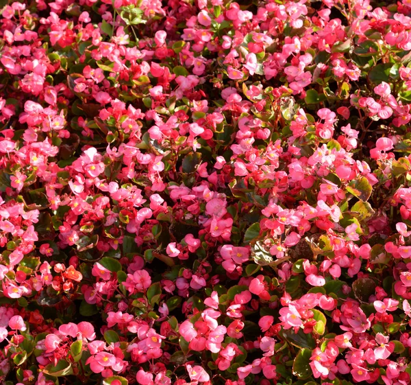 kırmızı çiçekler arka plan.