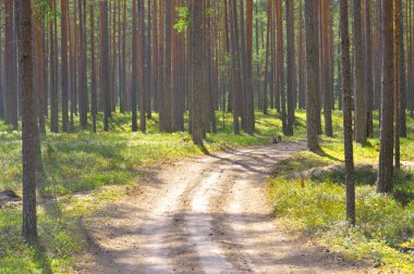 Çam ağacı orman yol.