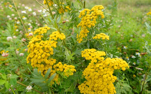 Primo piano fiore tanaceto . — Foto Stock