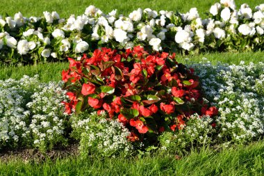 Kırmızı ve beyaz çiçekleri ile flowerbed.
