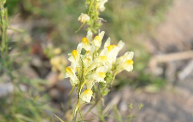 Ortak toadflax, Lat. Linaria vulgaris.