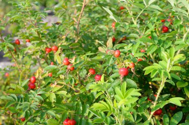 Yaban gülü dallarında meyveler.